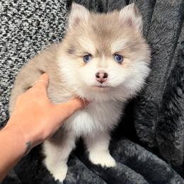 Pomsky Puppies from Pomsky Pack & Co