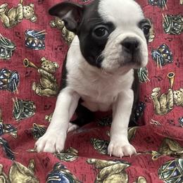 Belle - Black brindle and white female Boston Terrier puppy in Fillmore, Illinois from Wind Hill Puppies