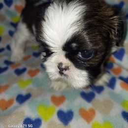 Shih Tzu Puppies from N.F.S.T Imperial ShihTzu Puppies.