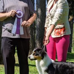 Australian Shepherds and Belgian Malinois from Rock 'n Wool Aussies & Malinois