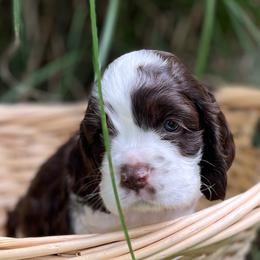 Shane - Brown and white male Cocker Spaniel puppy in Draper, Virginia from S&J Spaniels