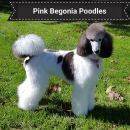 Ada - Poodle