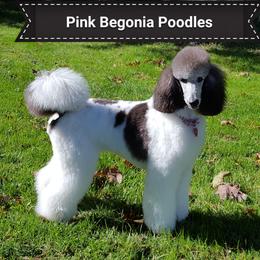 Ada - Poodle