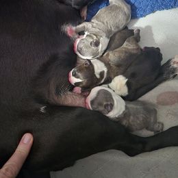 Boston Terrier puppies from Howell Terriers