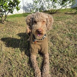 Galio - Goldendoodle
