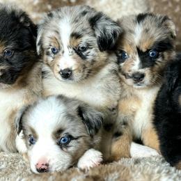 Miniature Australian Shepherd Puppies from JSK Aussie