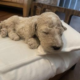 Austin - Apricot male Poodle puppy in Calimesa, California from Coriander Pups