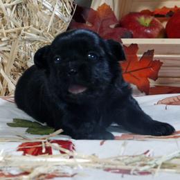 Rocky - Black male Mi-Ki puppy in Wales, Wisconsin from Phantastic Mi-kis