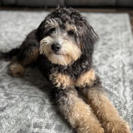 Bernedoodles, Cavapoos, Double Doodles, and Goldendoodles from Liberty Acres of Ohio