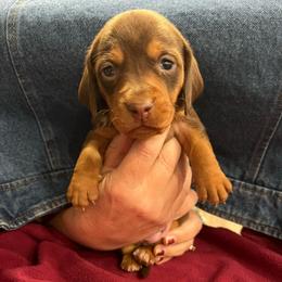 Stubbs - Chocolate and tan male Dachshund puppy in Fruita, Colorado from M & M Breeding