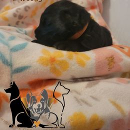 German Shepherd Puppies from Winsome German Shepherds