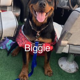 Biggie - Rottweiler