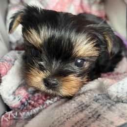 Yorkshire Terrier Puppies from Heaven_sent_toy_yorkies