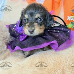 Miss. Yellow-2800 - Black and cream female Dachshund puppy in Sparr, Florida from From the Heart Doxies