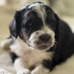 Pink Girl - Tri-color female Bernedoodle puppy in Fort Gibson, Oklahoma from Waggle Doodles