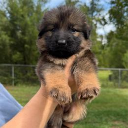 Sable female - Sable female German Shepherd puppy in Marianna, Florida from Haus M Godwin