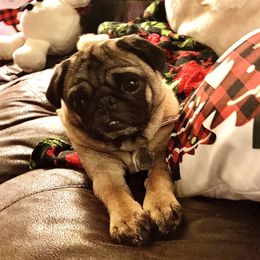 Maple - Pug