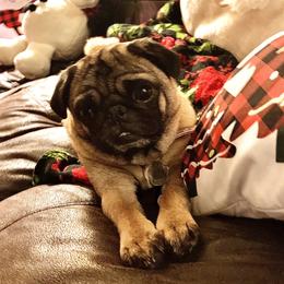 Maple - Pug