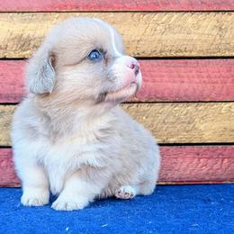 Kenny - Fawn merle male American Corgi puppy in Shawnee, Oklahoma from Sunray Ranch
