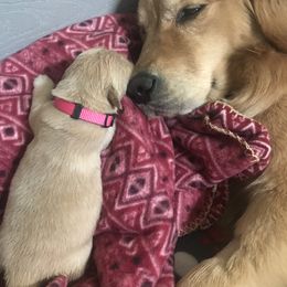 Golden Retriever Puppies from Goldens for You