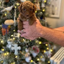 Erica - Red female Havapoo puppy in Olympia, Washington from Che Bella Amore Lagotti