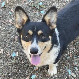 Toro - Pembroke Welsh Corgi