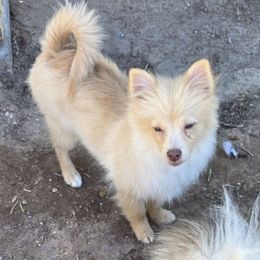 Mac - Beaver male Pomeranian puppy in El Centro, California from BabyBooPoms