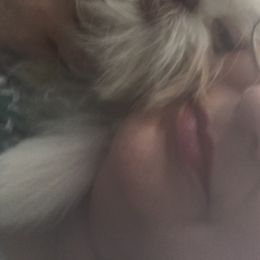 Shih Tzu Puppies from Sugar Paws Heavenly Shih Tzu’s