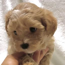 Companion Cross, Maltese, and Maltipoo Puppies from Best Maltese & Toy Poodles of Texas