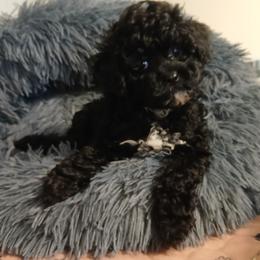 Havanese, Havapoo, and Poodle Puppies from Faithful Hearts Kennel