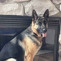 Ruby - German Shepherd