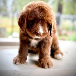 River - Mahogany and white male Saint Berdoodle puppy in Lookout, California from Remington Kennels, LLC