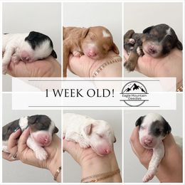 Goldendoodle Puppies from Eagle Mountain Doodles