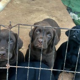 Labrador Retriever Puppies from Susan's Labrador Retrievers