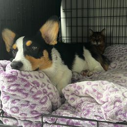 American Corgi and Pembroke Welsh Corgi Puppies from Beebe’s Corgis