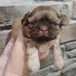 Dun - Liver male Shih Tzu puppy in Ruffs Dale, Pennsylvania from RAM Shih Tzus Rolling Hills of PA