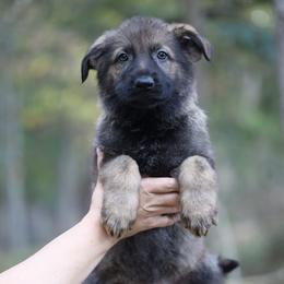 German Shepherd Puppies from Vom Haus Highlands