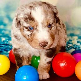 River - Red merle male Australian Shepherd puppy in West Union, Iowa from Boundless Hearts Australian Shepherds LLC
