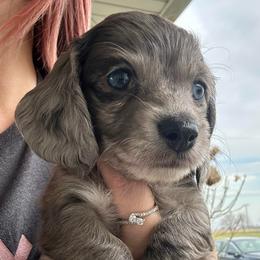Fiona - Dapple female Dachshund puppy in Saint Peter, Illinois from Ashton’s Doxies of Southern IL