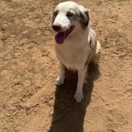 Zona - Australian Shepherd