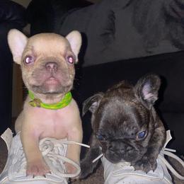 French Bulldogs from Staci Tosh's French Bulldogs