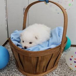 Avalanche - White male Pomeranian puppy in New Salem, North Dakota from Fancy Paws Pomeranians