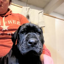 Great Dane Puppies from Split Rock Danes