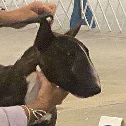 Forbes - Miniature Bull Terrier
