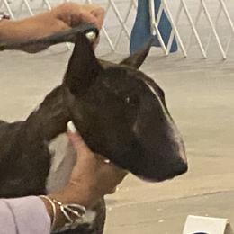 Forbes - Miniature Bull Terrier
