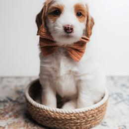 Twain - Parti male Goldendoodle puppy in New Lenox, Illinois from New Doods On The Block