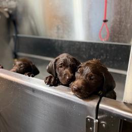 Orange - Chocolate male Labrador Retriever puppy in Millville, New Jersey from Creekside Canines