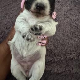 Female 2 - Parti female Miniature Schnauzer puppy in Pearland, Texas from K & S Schnauzers