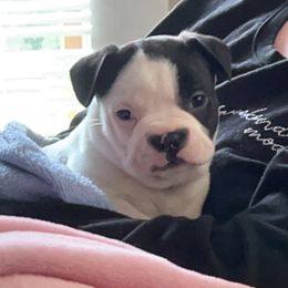 Boston Terrier and French Bulldog Puppies from Pickarts Pups Frenchton and Boston Terrier