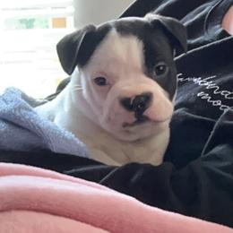 Boston Terrier and French Bulldog Puppies from Pickarts Pups Frenchton and Boston Terrier